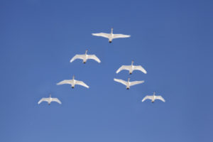Swan in the sky